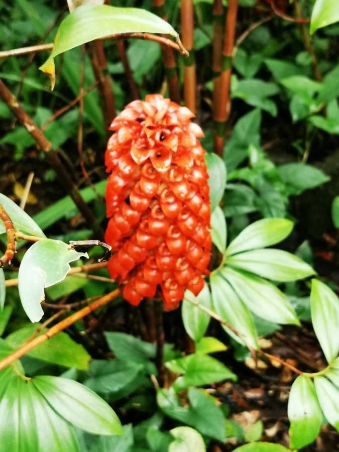 Ananas-Ingwer