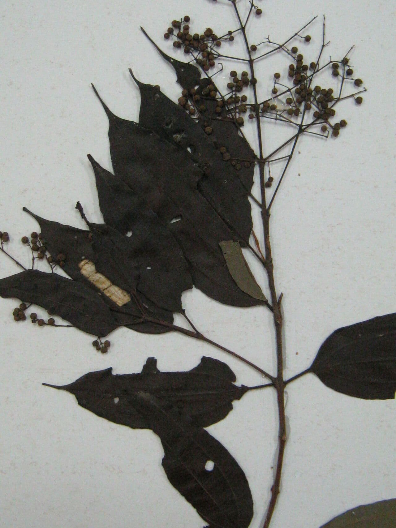 Miconia phaeophylla 4