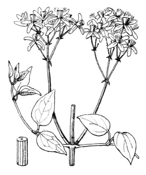 Clematis recta 28