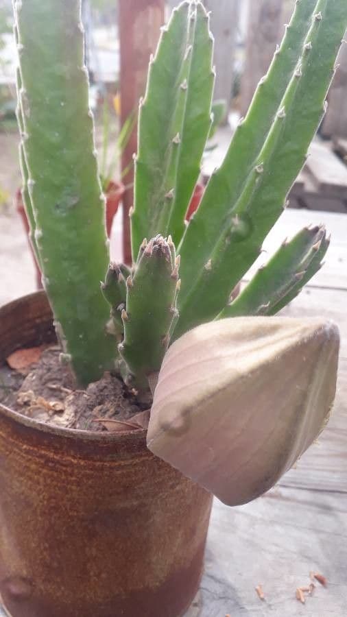 Stapelia gigantea 6