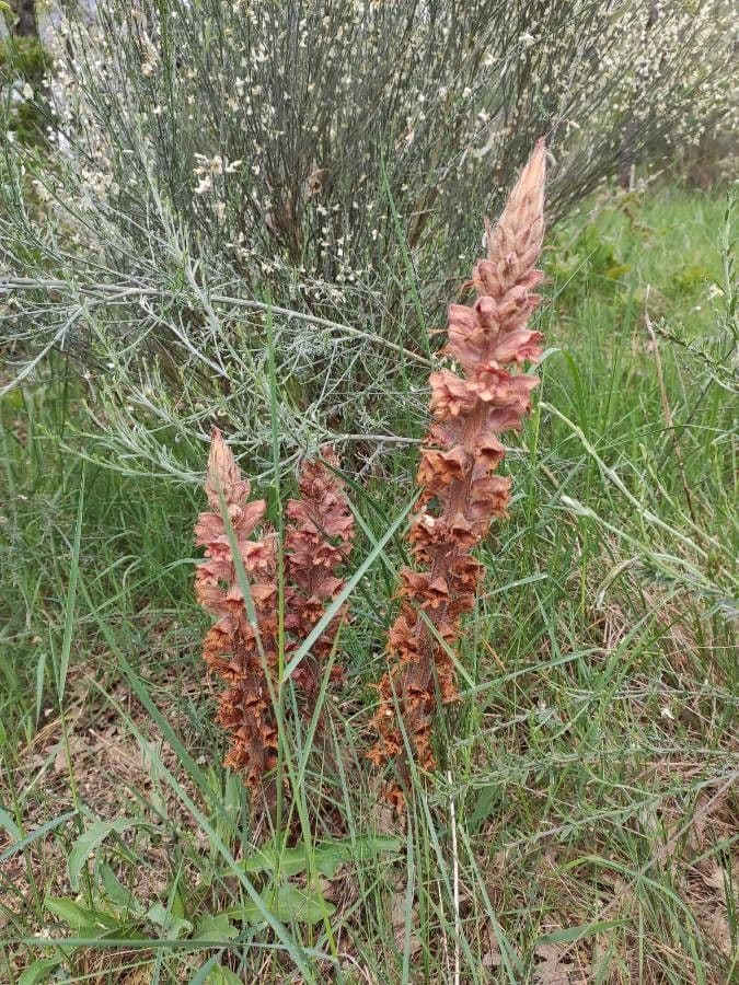 Orobanche del ginestrone 30