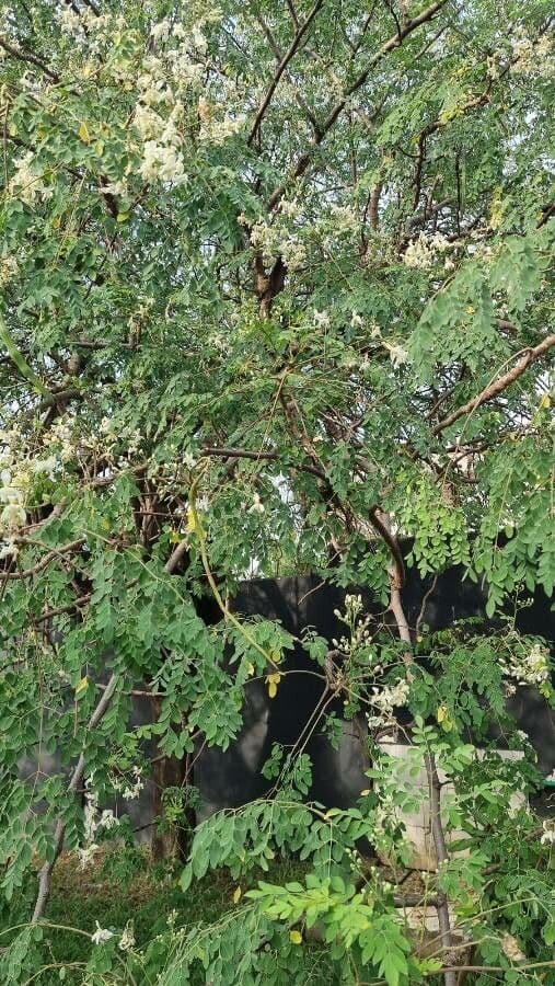 Moringa 15