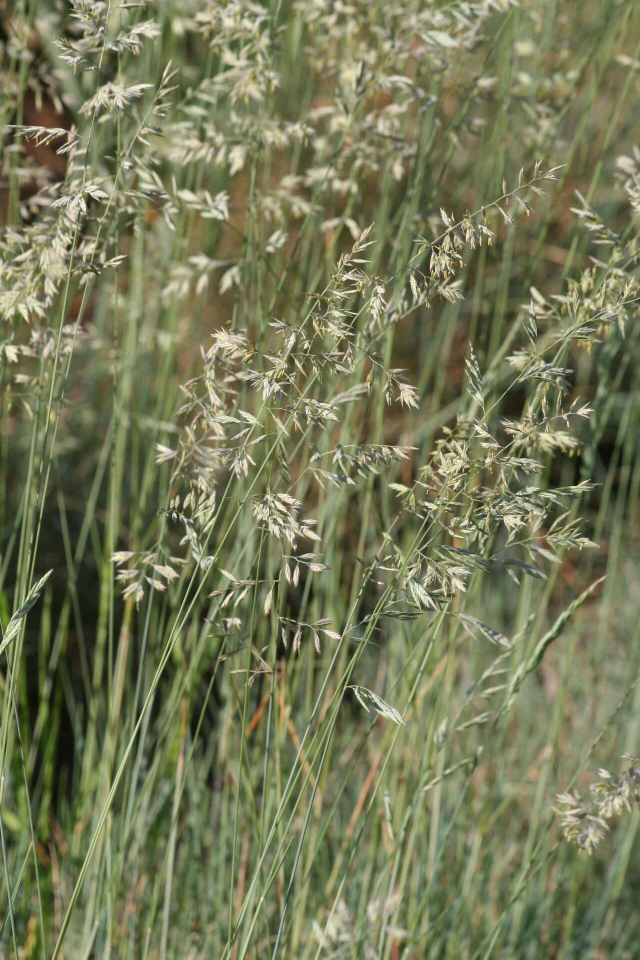 Festuca longifolia
