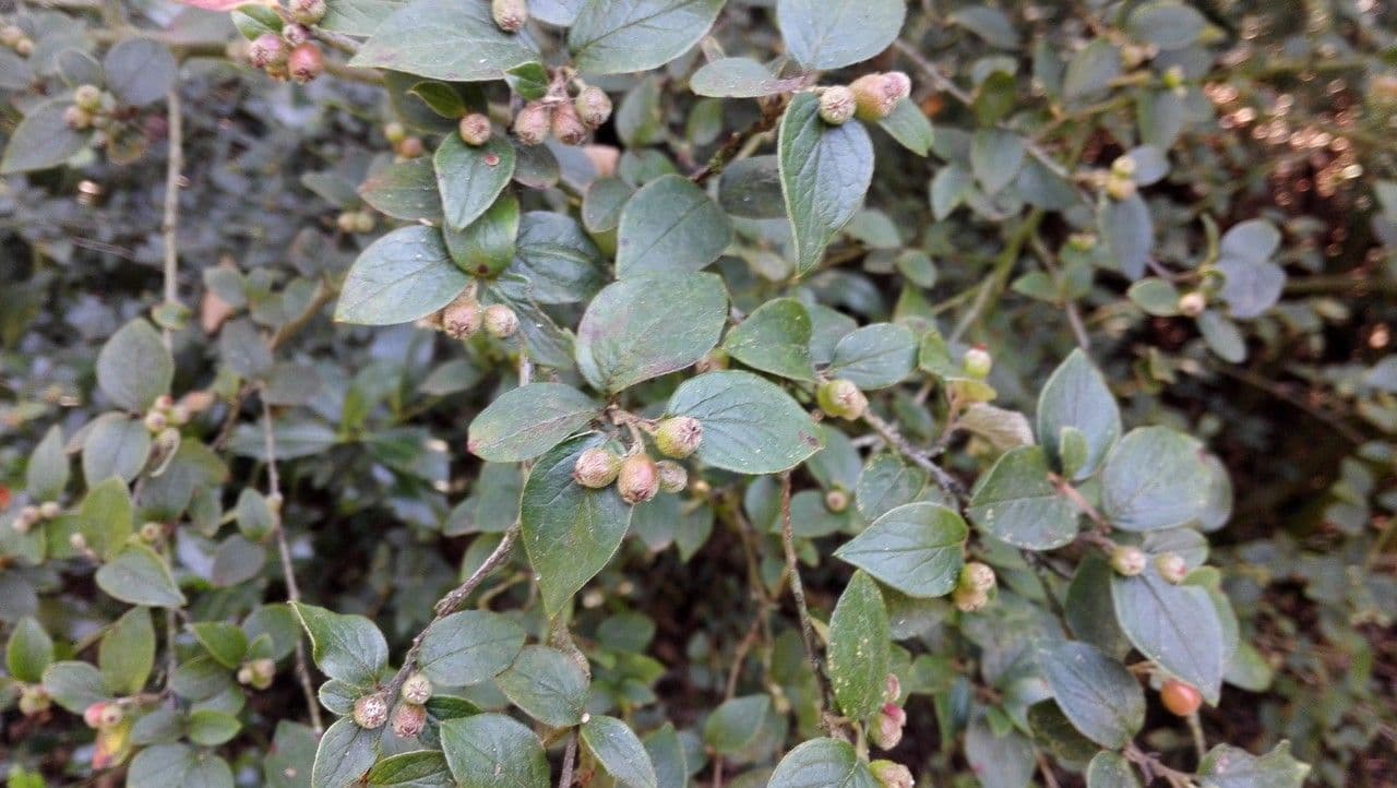 Cotoneaster de Diels 6