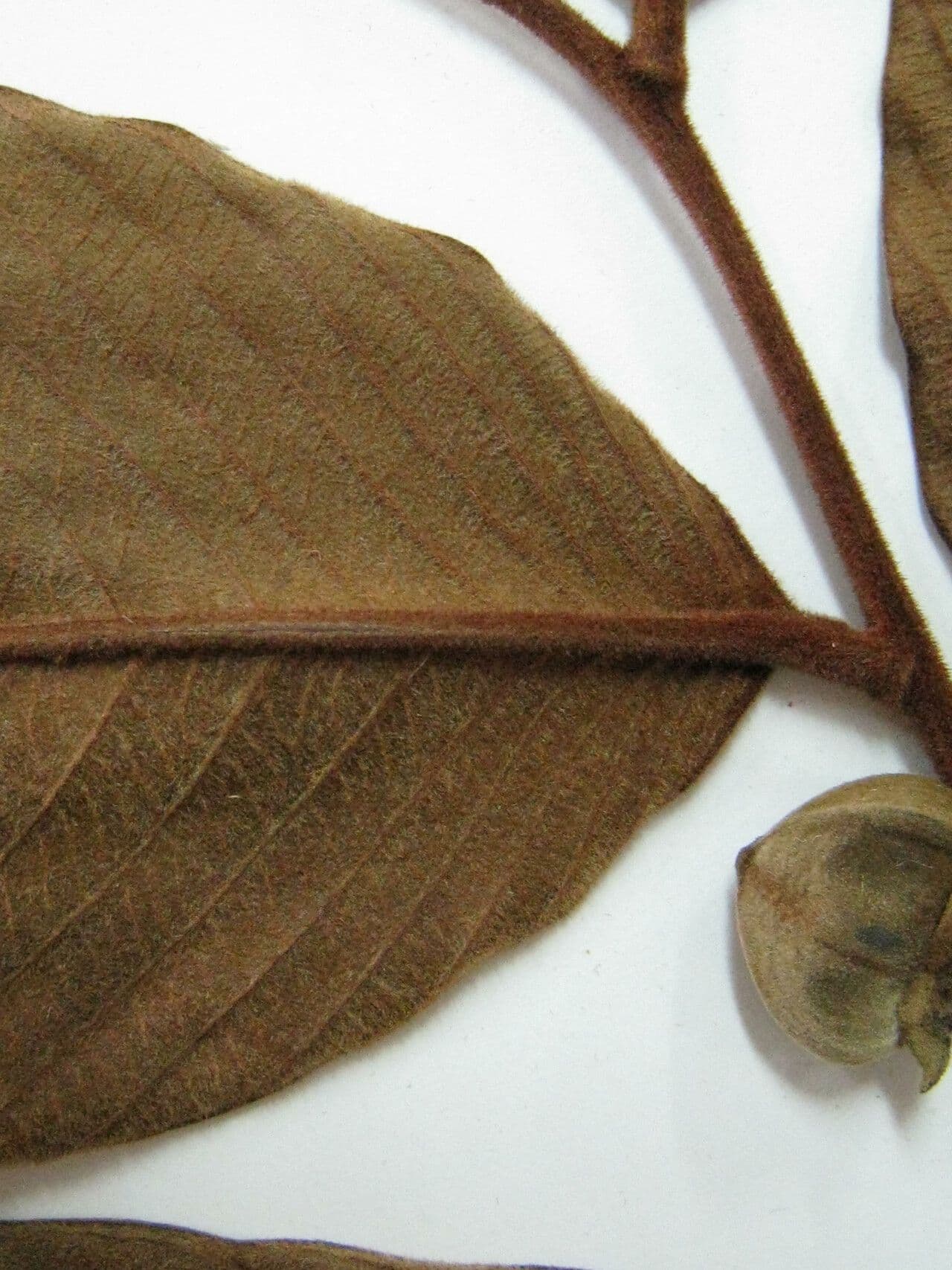 Annona 5