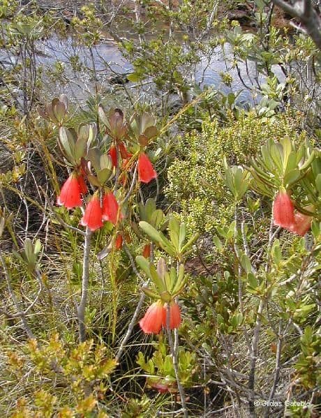 Thiollierea 11