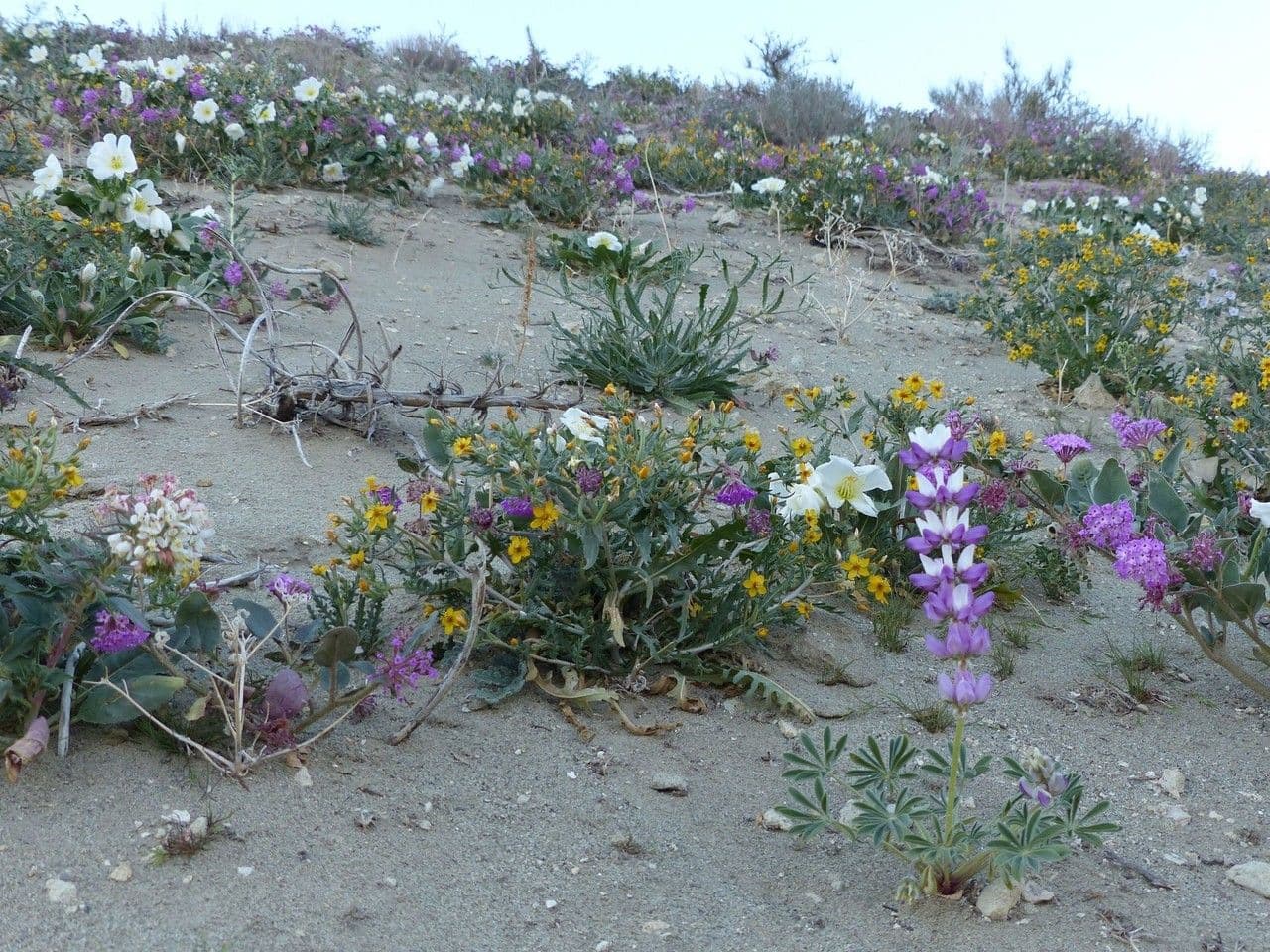 Mojave-Sand-Verbene 10