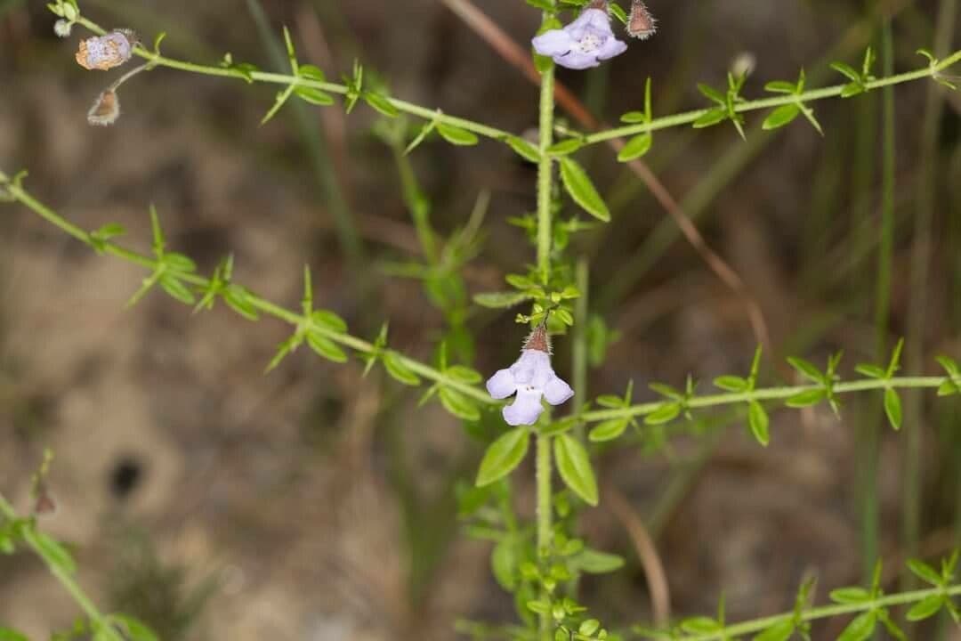 Prostanthera