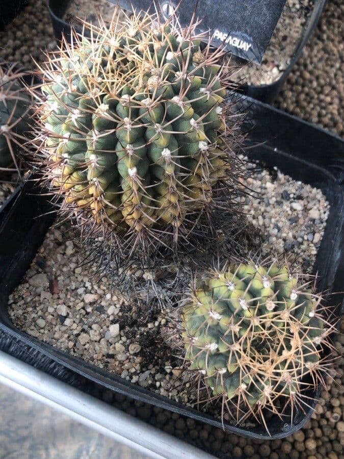Gymnokaliocín