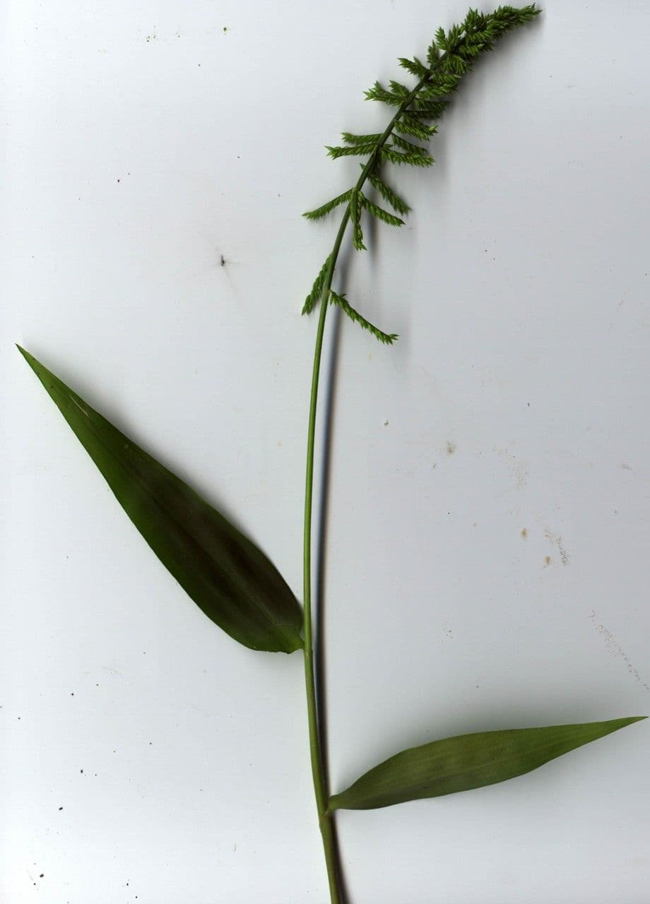 Ocellochloa stolonifera 11