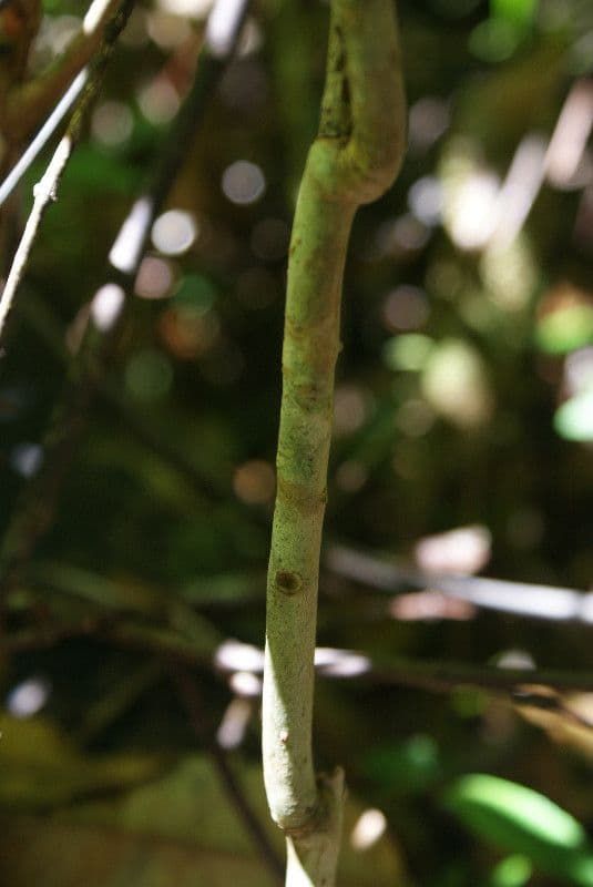 Ardisia crenata 22