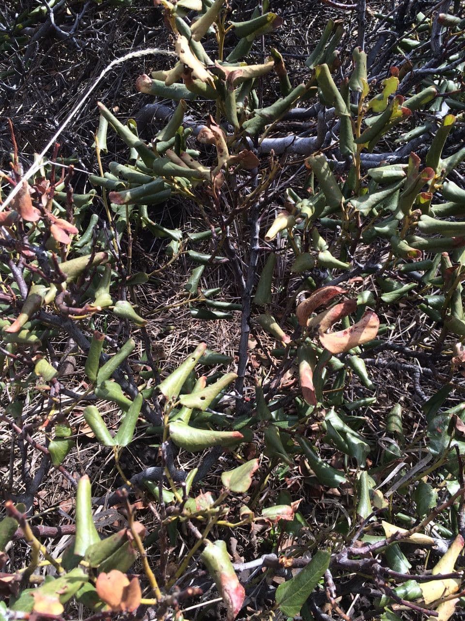 Ceanothus sametový 18
