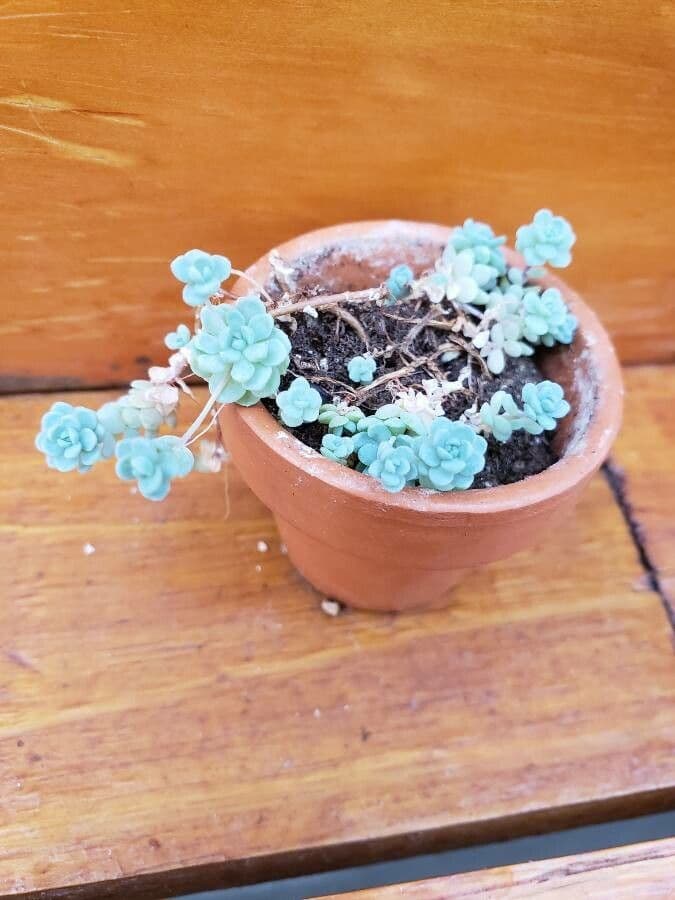 Sedum 4