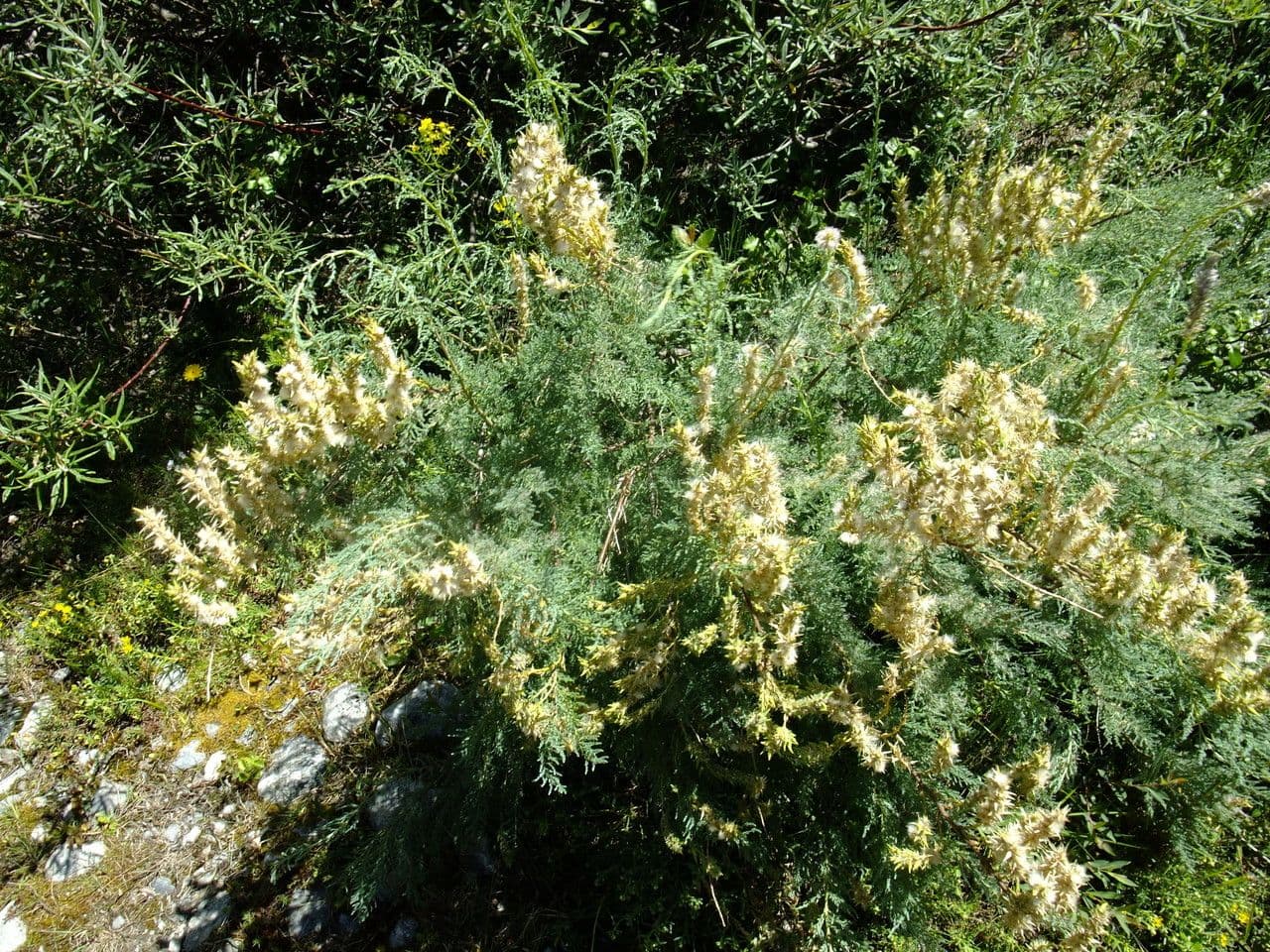 Miricaria germanica 13
