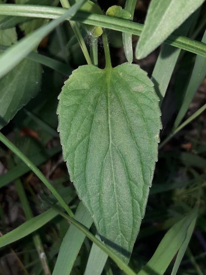 Viola elatior 15