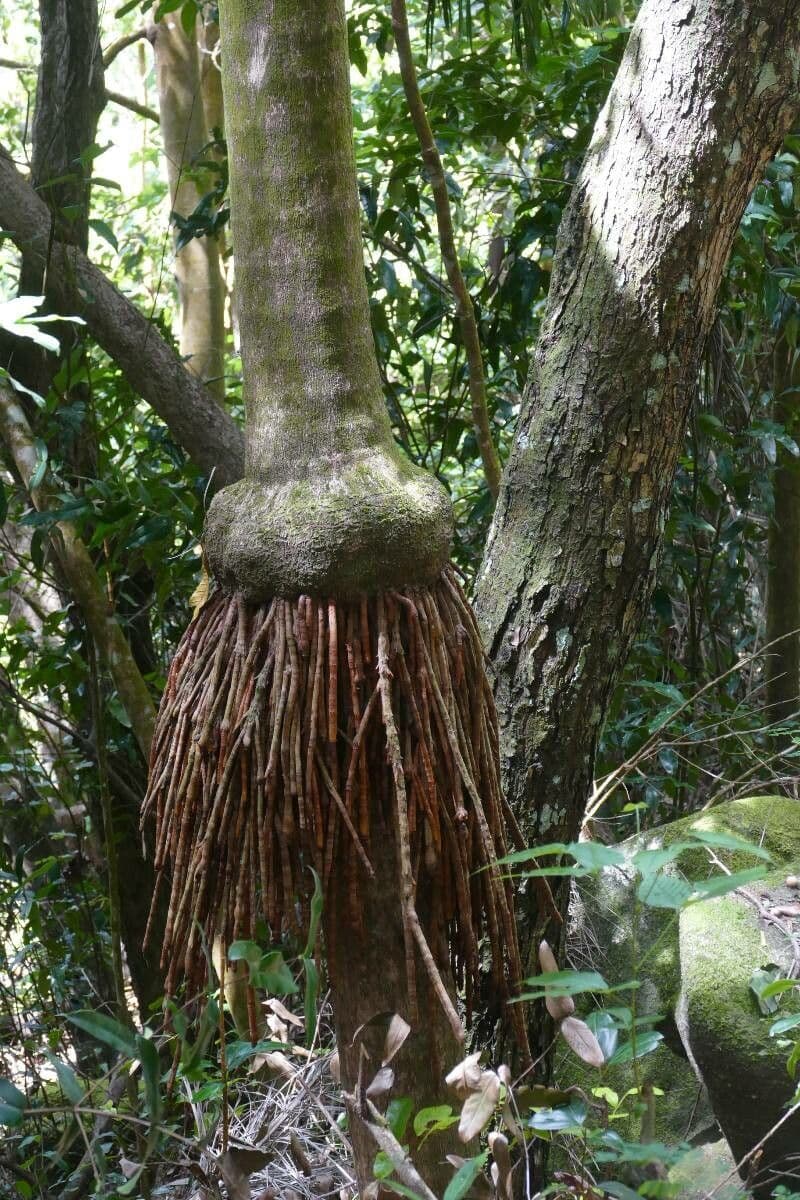 Dypsis 8