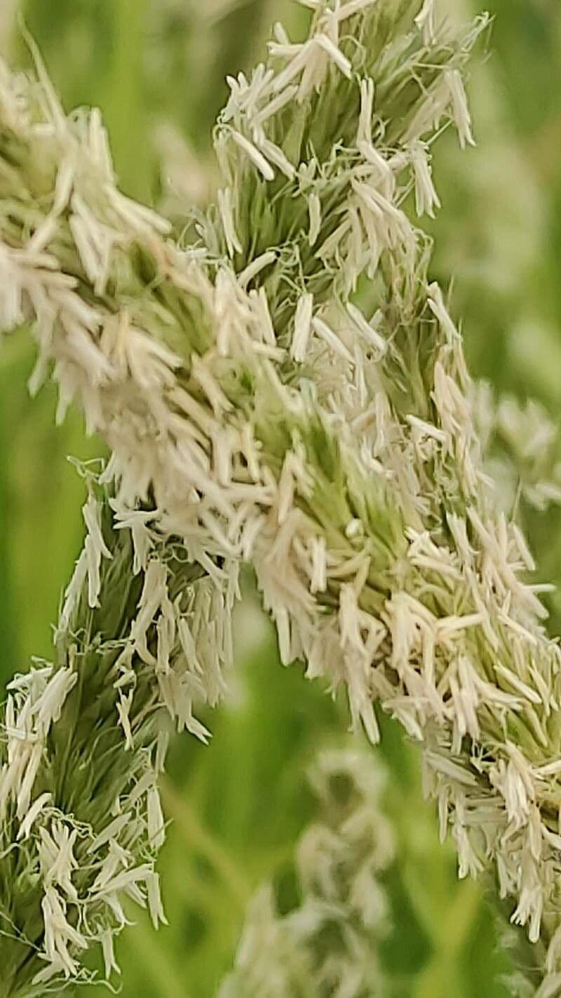 Erba autunnale 4