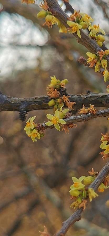Bursera profumata 4