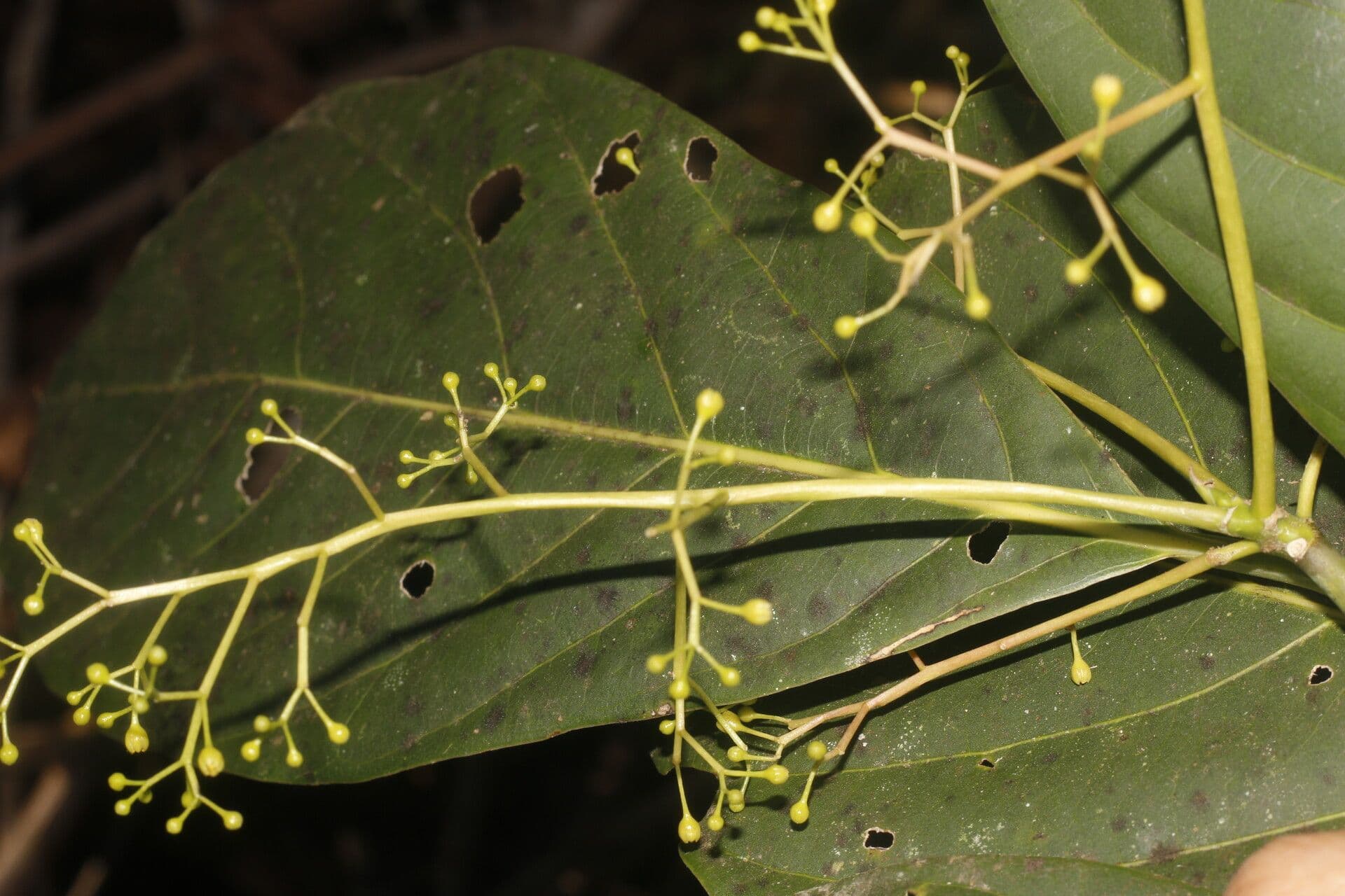 Beilschmiedia costaricense 6