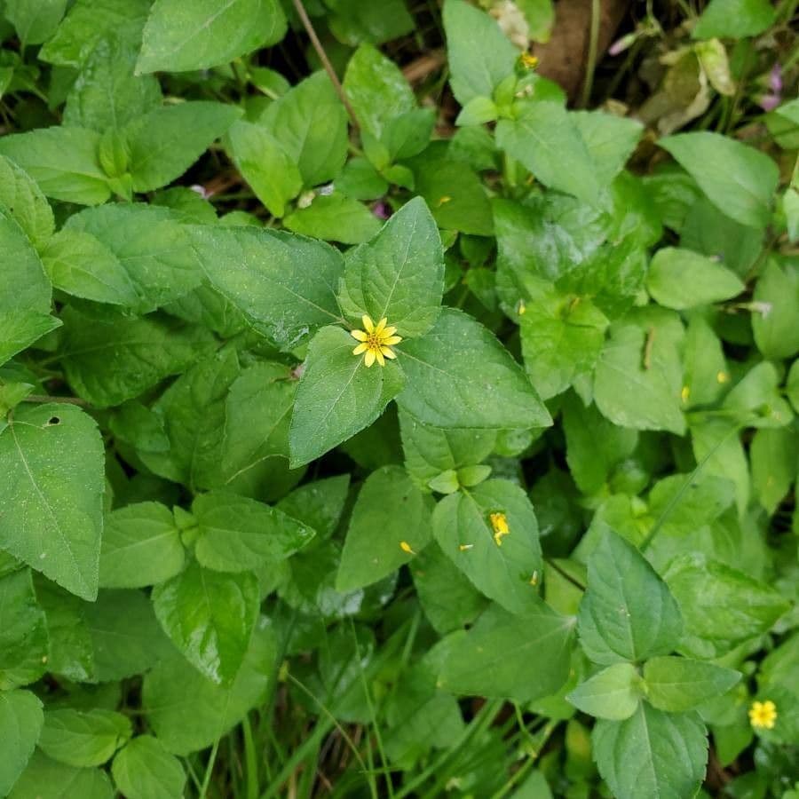 Calyptocarpus vialis 2