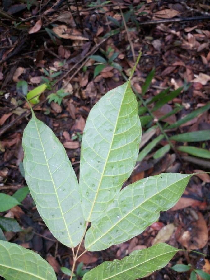 Protium sagotianum 2