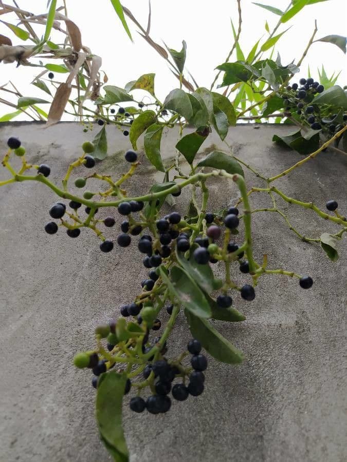 Ranken-Traubenbaum 5