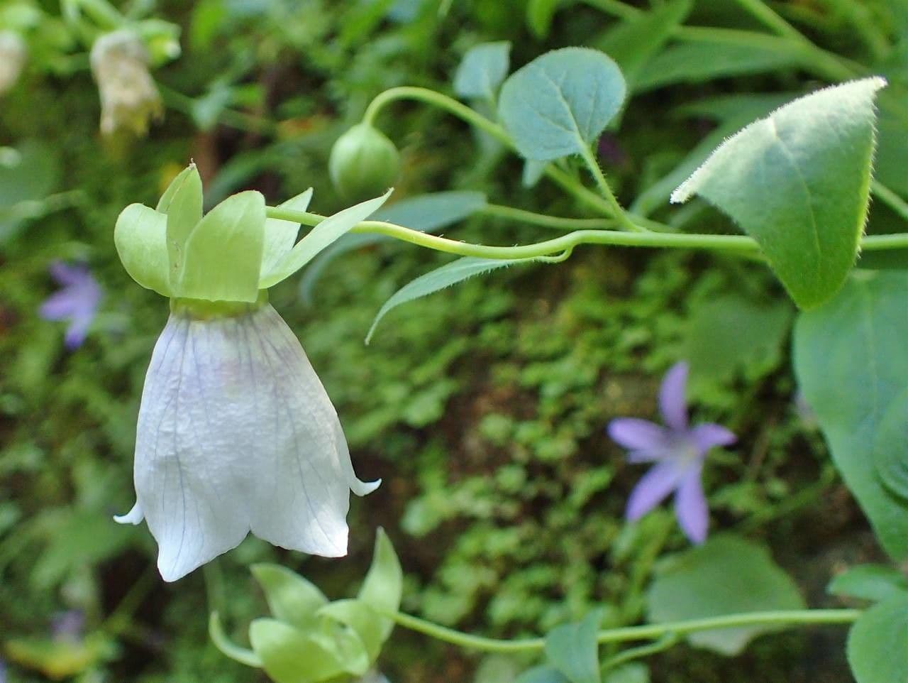 Codonopsis 4