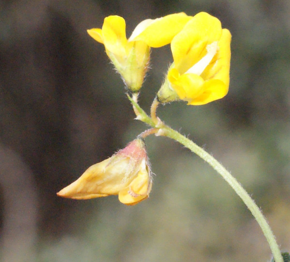 Erba medica minima 7