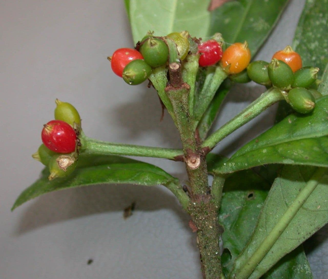 Psychotria 5