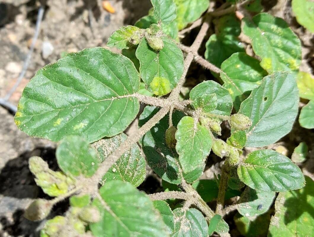 Mirabilis incarnata 14