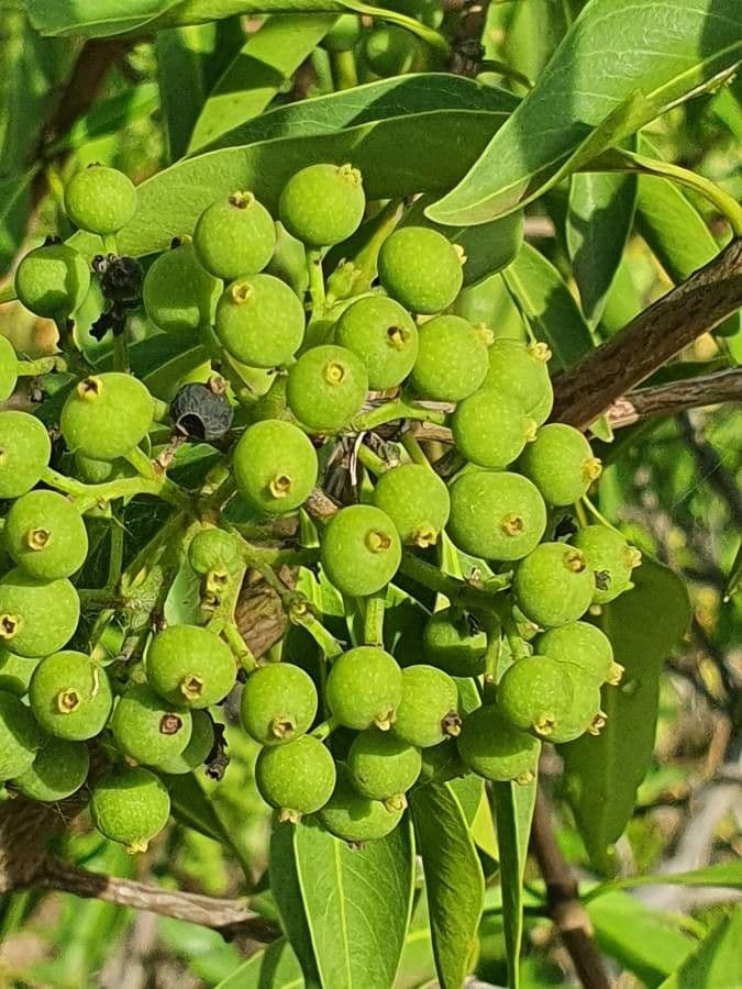 Coptosperma graveolens 3