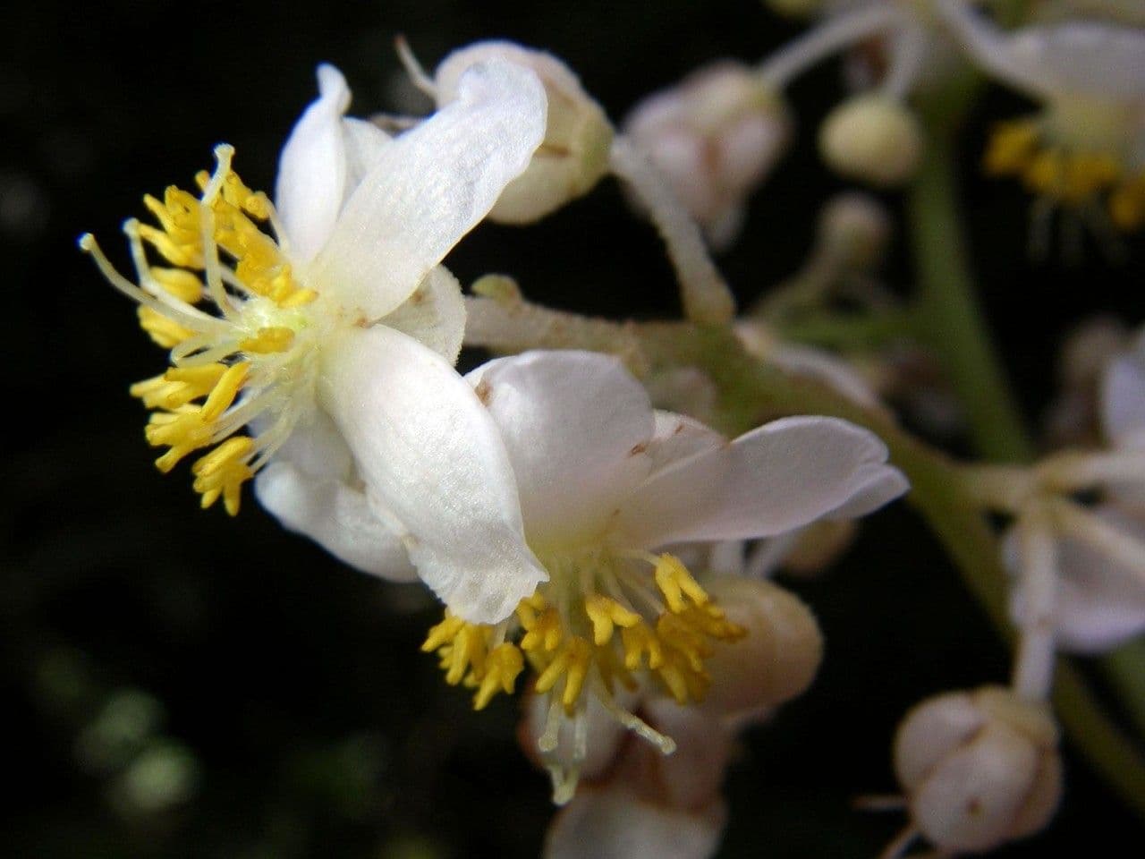 Saurauia 5