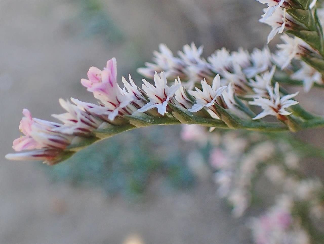 Goniolimon tataricum 4