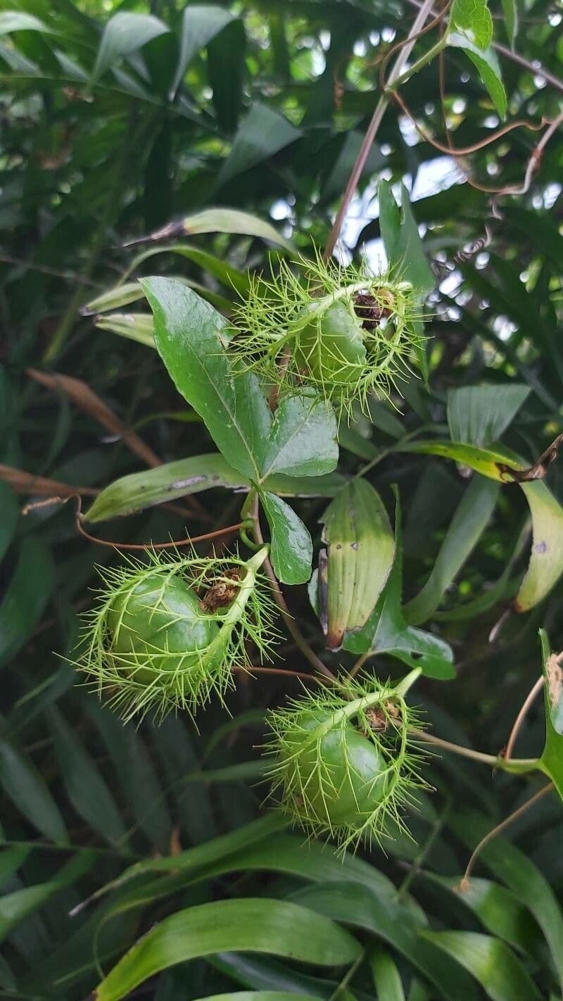 Passiflora 3