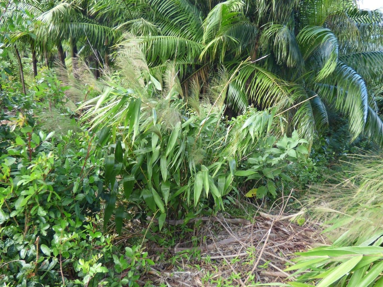 Erba tigre 13