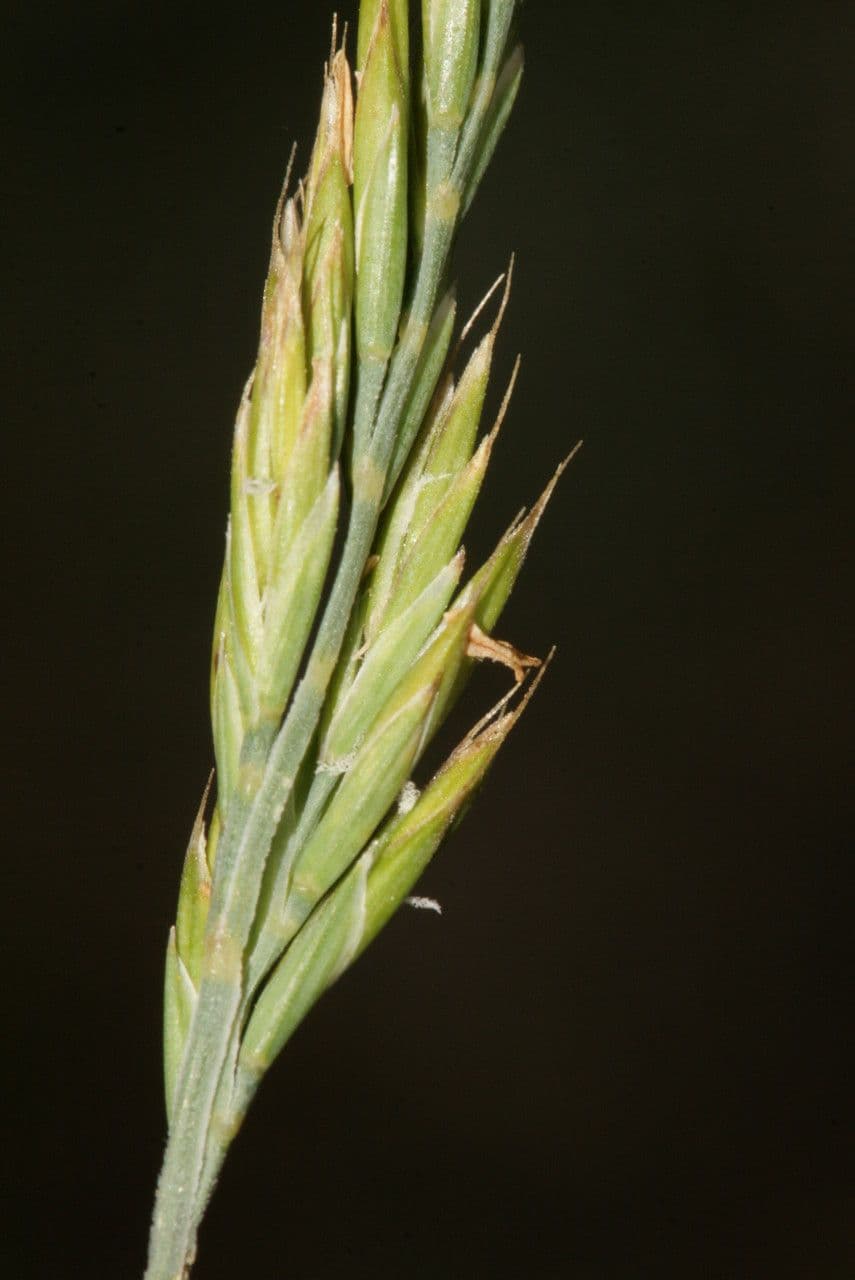 Festuca occitana 5