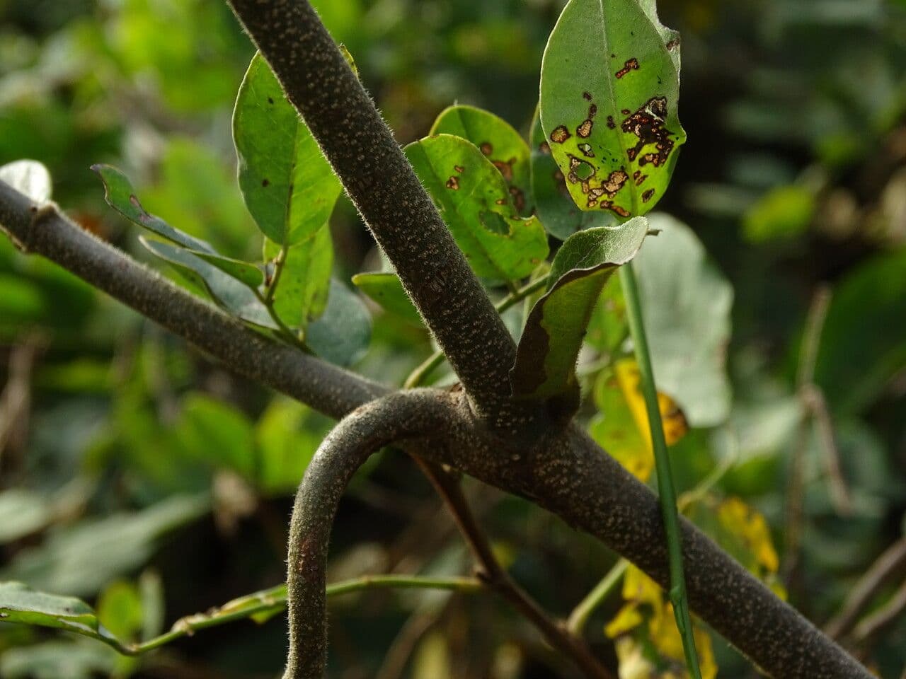 Combretum paniculatum 17