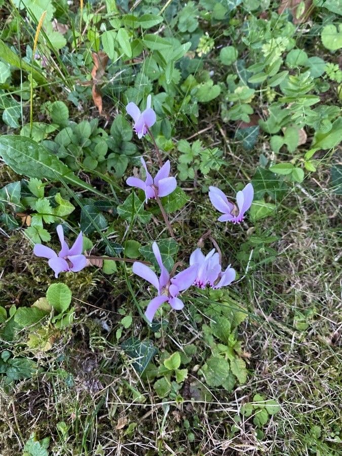 Ciclamino primaverile 11