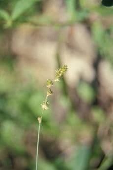 Carex normal 4
