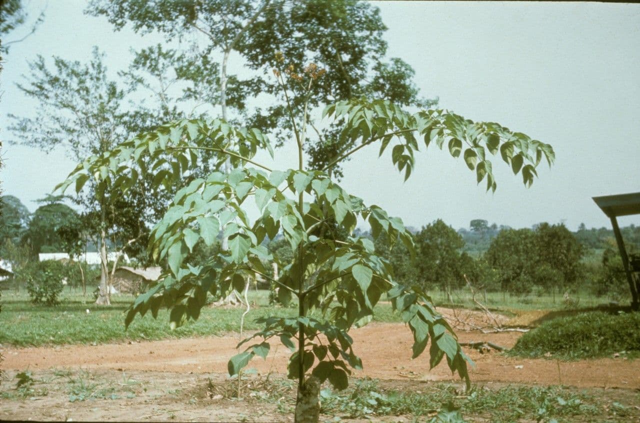Oroxylum indiano 17
