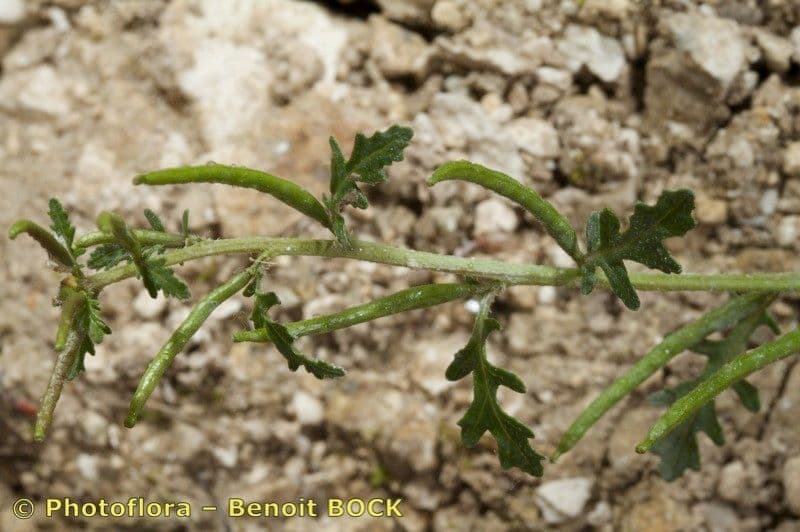 Erucastrum supinum 3