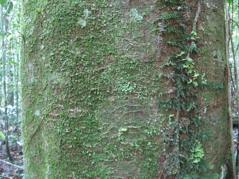 Pouteria 6