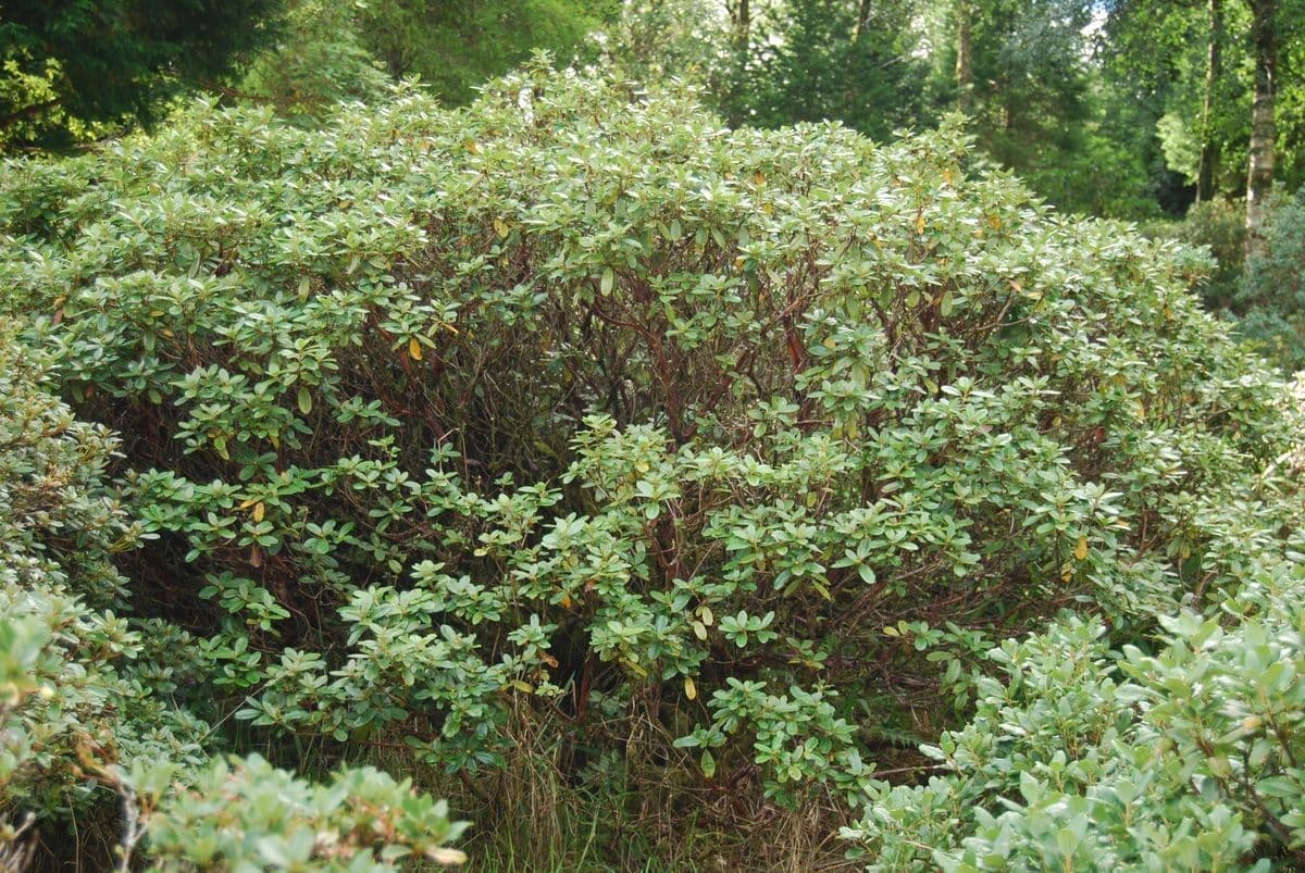 Rododendro de flor corta 6