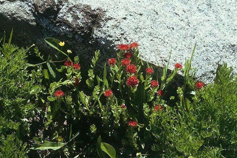 Rhodiola integrifolia 13