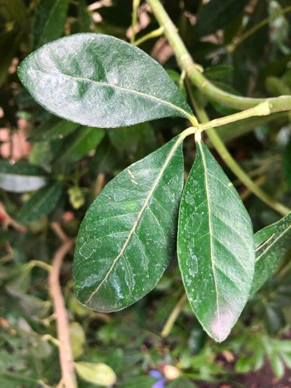 Choisya ternata 19