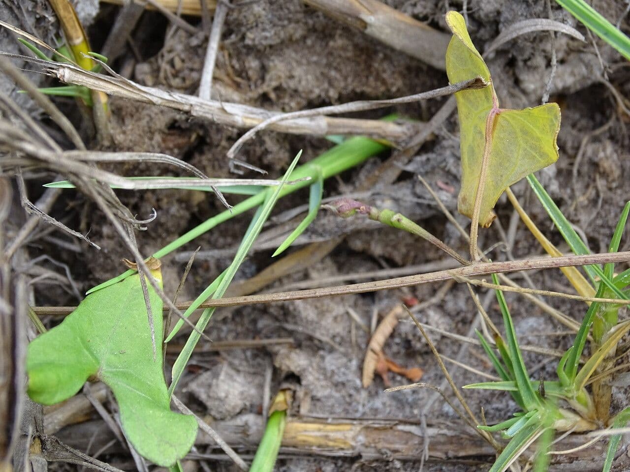Ipomoea tmavá 23