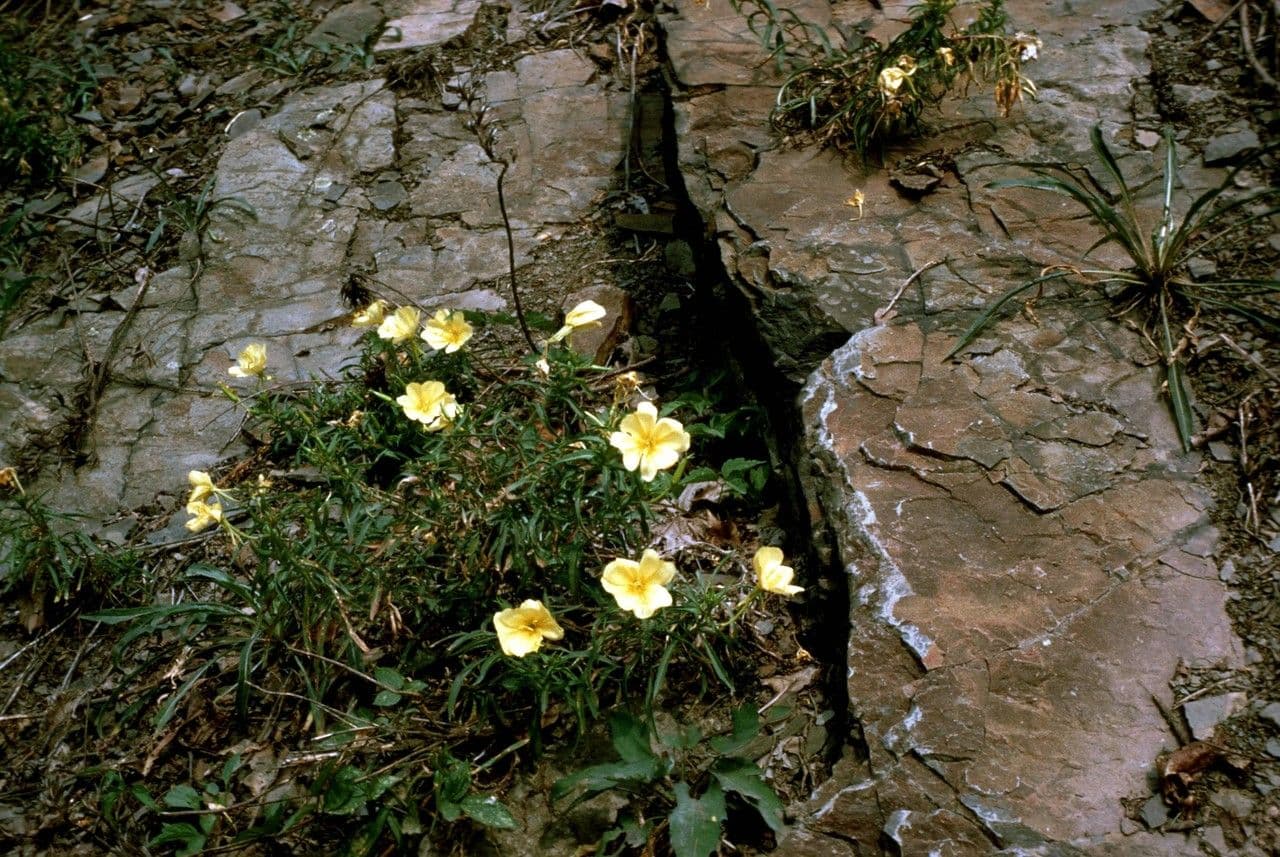 Enagra argillicola 9