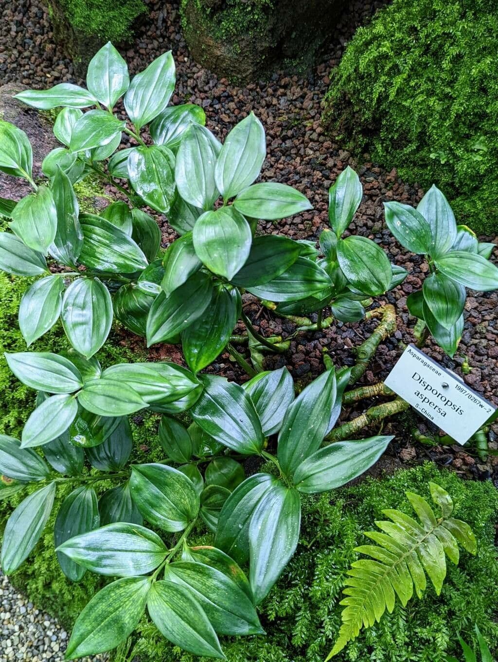Disporopsis 3