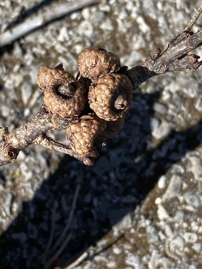 Quercia nera