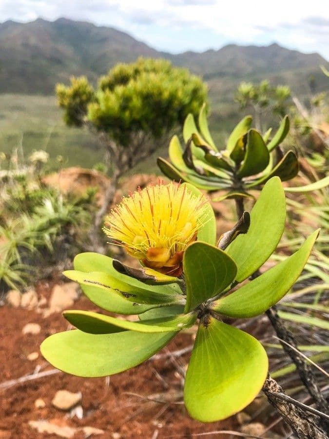 Melaleuca 9